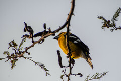 Pheucticus chrysogaster