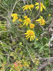Senecio pinnatifolius