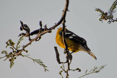 Pheucticus chrysogaster