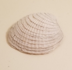 Chione elevata