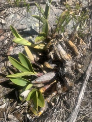 Dendrobium speciosum