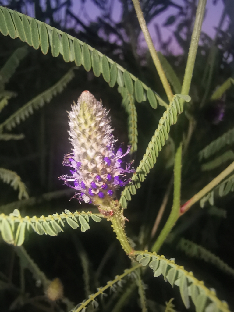 Dalea cliffortiana