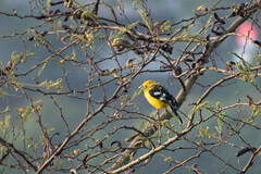 Pheucticus chrysogaster