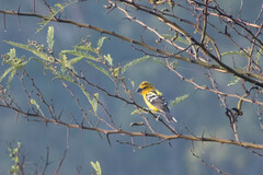 Pheucticus chrysogaster