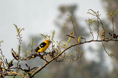 Pheucticus chrysogaster