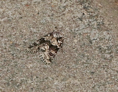 Lacinipolia strigicollis