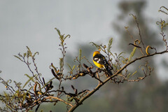 Pheucticus chrysogaster