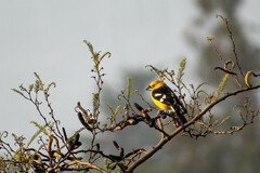Pheucticus chrysogaster