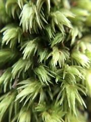 Leucobryum javense
