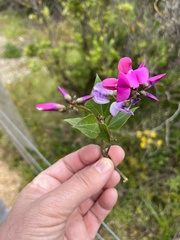 Dipogon lignosus