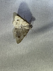 Frederickia subterminata