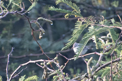 Camptostoma obsoletum