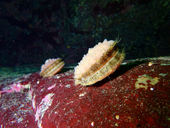 Chlamys hastata