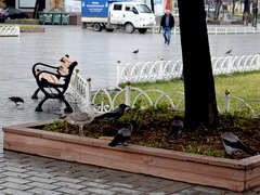 Larus