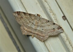 Macaria multilineata