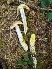 Cortinarius rubiginosus