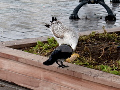 Larus