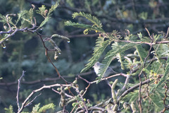 Camptostoma obsoletum