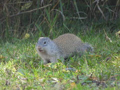 Poliocitellus franklinii