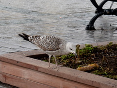 Larus