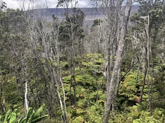 Metrosideros polymorpha