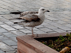 Larus