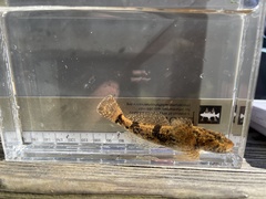 Cottus