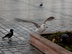 Larus