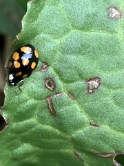 Harmonia axyridis