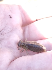 Gomphidae