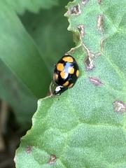 Harmonia axyridis