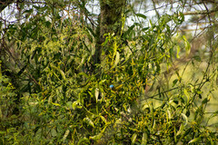 Phoradendron nervosum