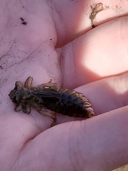 Gomphidae