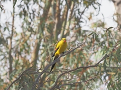 Polytelis anthopeplus