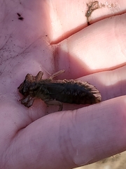 Gomphidae