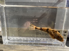 Cottus
