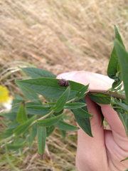 Homaemus aeneifrons