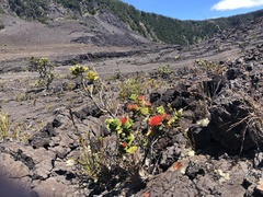 Metrosideros polymorpha