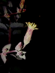 Brickellia paniculata