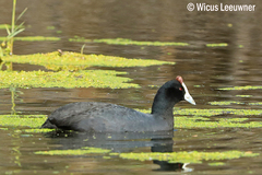 Fulica cristata