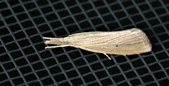 Eoreuma densellus