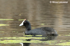 Fulica cristata