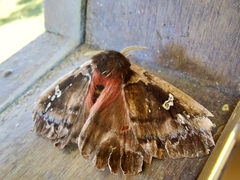 Dirphiopsis picturata