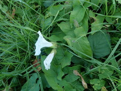 Calystegia silvatica