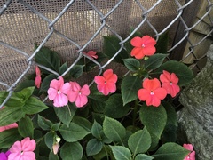 Impatiens walleriana