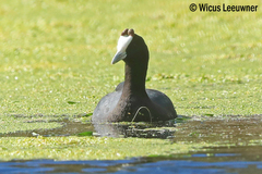 Fulica cristata