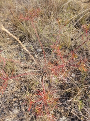 Stillingia texana