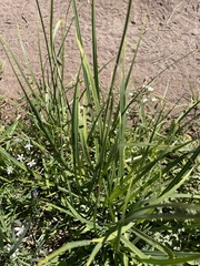 Carex spectabilis