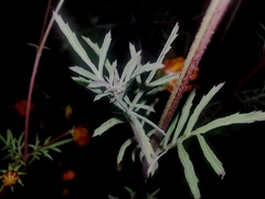Dyssodia tagetiflora