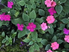 Impatiens walleriana